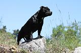 STAFFIE 237